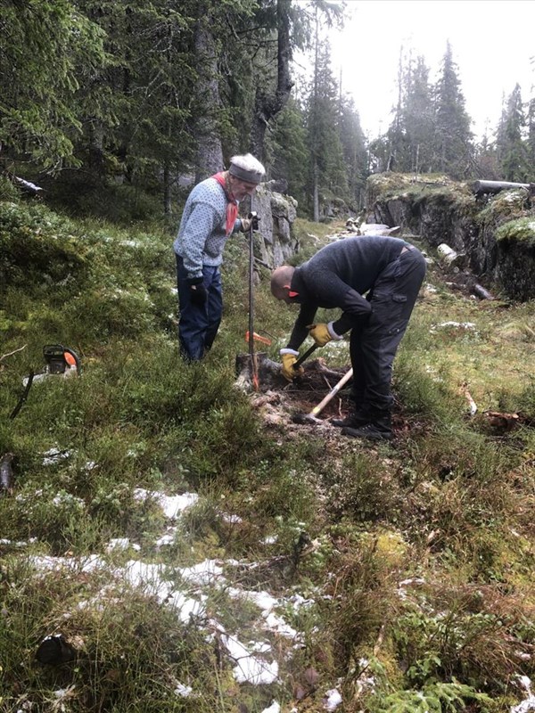 Anders Heger og Eirik Formo fjerner stubbe i juvet i Formoløypa. Foto: Berit Gro Fløgstad.